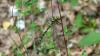 Cordulegaster bidentata